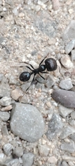 Messor barbarus