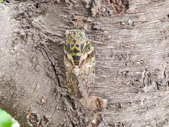 Platypleura kaempferi