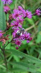 Melissodes denticulatus