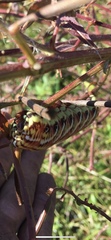 Eumorpha fasciatus