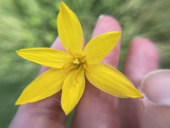 Zephyranthes citrina