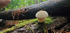 Lycoperdon echinatum