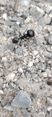 Messor barbarus