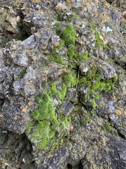 Grimmia