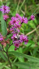 Melissodes denticulatus