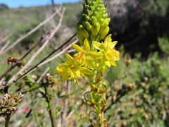 Bulbine annua