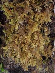 Kindbergia oregana