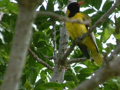 Oriolus larvatus