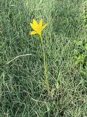 Zephyranthes citrina
