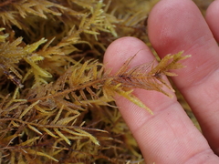 Kindbergia oregana