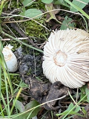 Amidella
