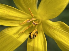 Zephyranthes citrina