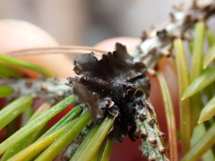 Lobariaceae