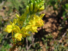 Bulbine annua