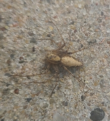 Oxyopes