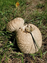 Calvatia craniiformis