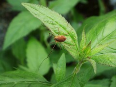 Mitopus morio