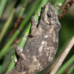 Bradypodion damaranum