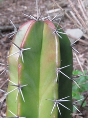 Cactoideae