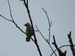 Ptiliogonys cinereus