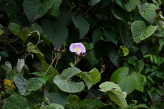 Decalobanthus distillatorius