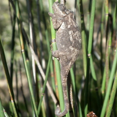 Bradypodion damaranum