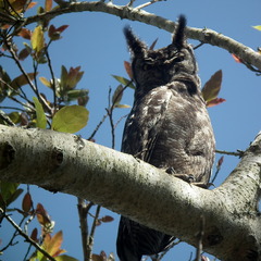 Bubo africanus africanus