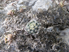 Mammillaria schiedeana