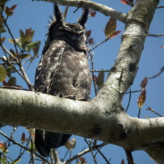 Bubo africanus africanus