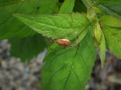 Mitopus morio