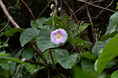 Decalobanthus distillatorius