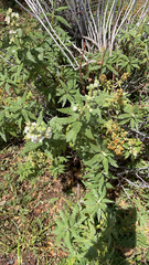 Chamaebatiaria millefolium