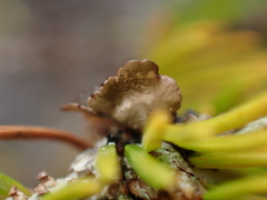Lobariaceae