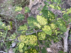Aceria celtis