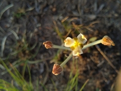 Albuca setosa