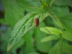 Mitopus morio