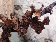 Lobaria anthraspis