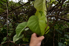 Decalobanthus distillatorius