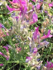 Astragalus varius