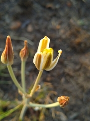 Albuca setosa