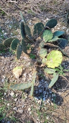 Opuntia lindheimeri