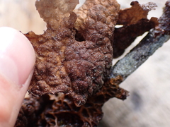 Lobaria anthraspis