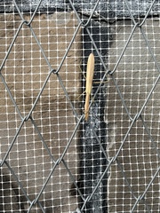 Tenodera sinensis