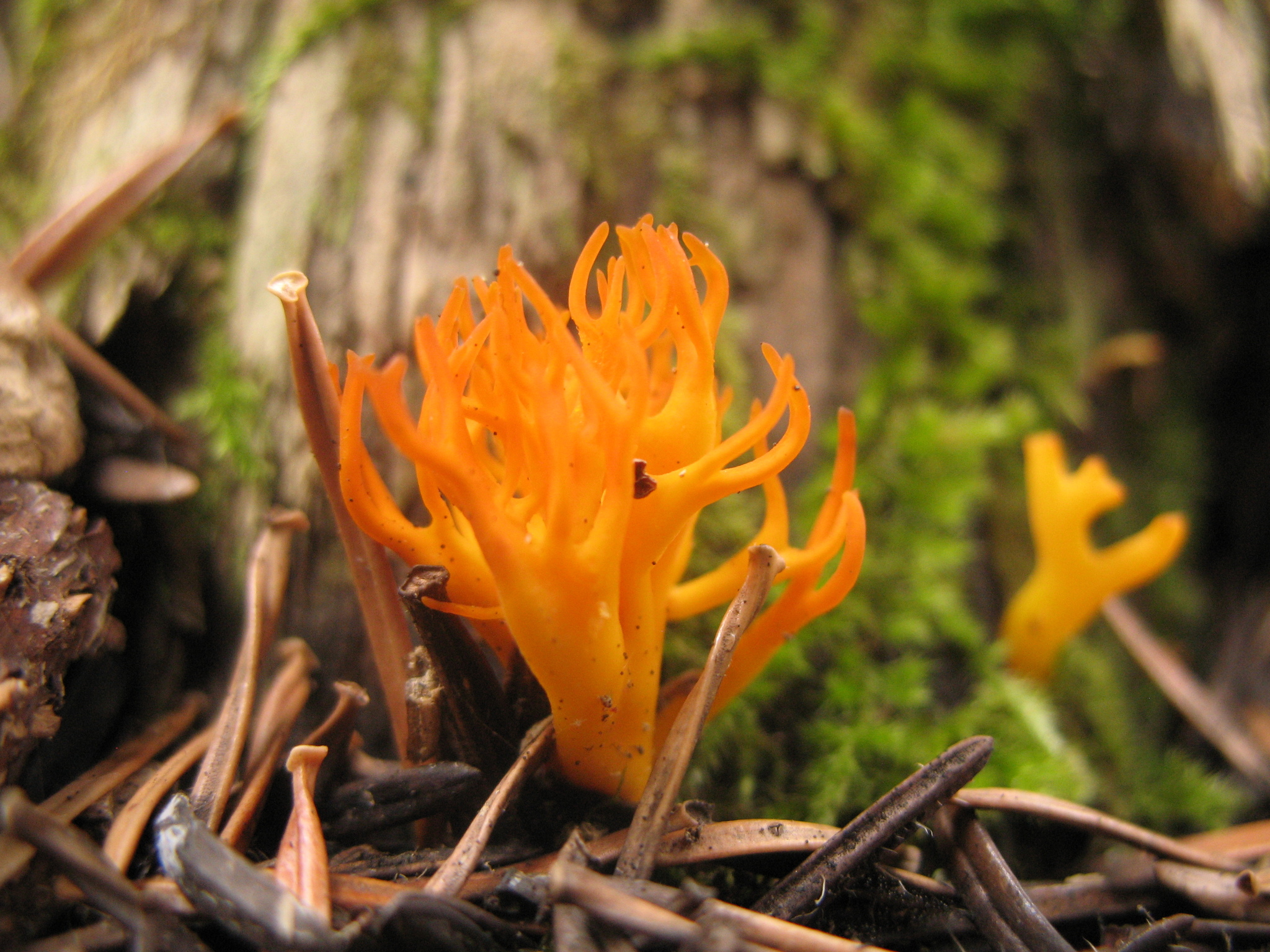 Jelly-antler (Calocera viscosa) · iNaturalist