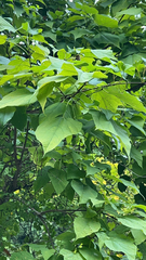 Catalpa