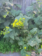 Silphium perfoliatum