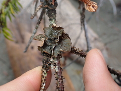 Lobarina scrobiculata