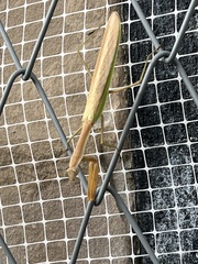 Tenodera sinensis