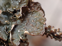 Lobarina scrobiculata