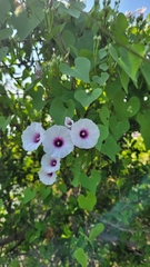 Ipomoea amnicola
